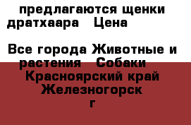 предлагаются щенки дратхаара › Цена ­ 20 000 - Все города Животные и растения » Собаки   . Красноярский край,Железногорск г.